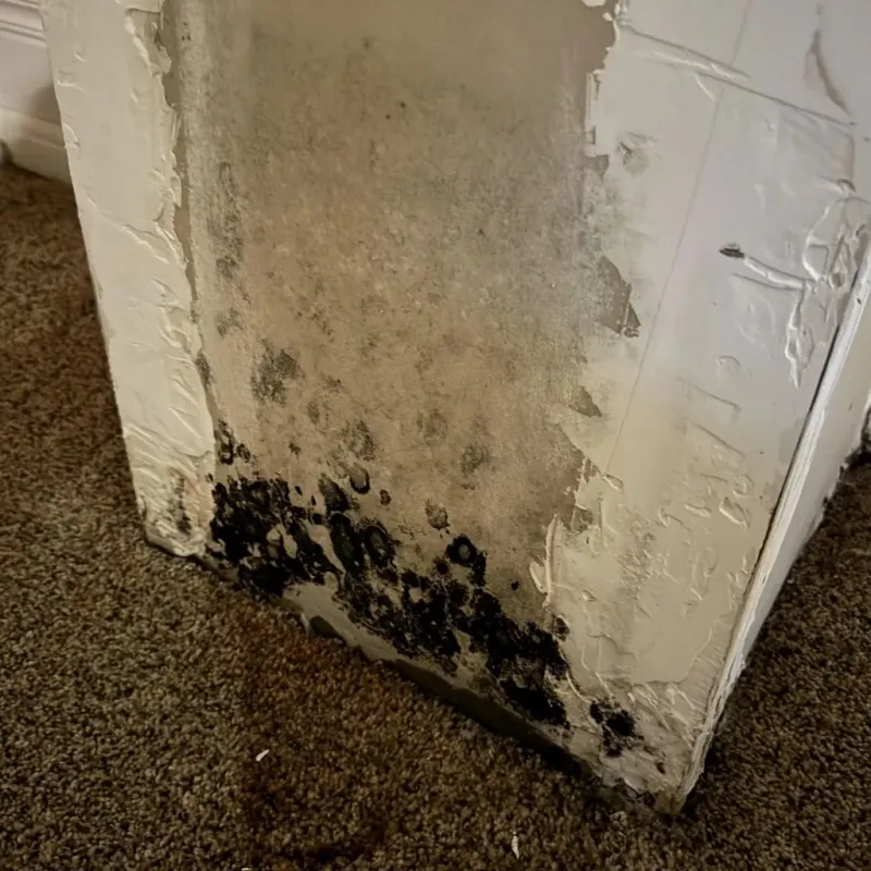 Professional Mold Removal in Cullowhee, NC
